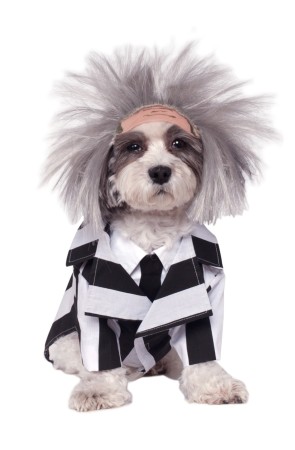 Disfraz de Beetlejuice para perro