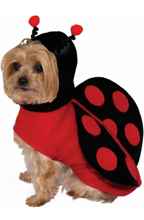 Disfraz de mariquita para perro
