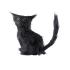Gato negro de la mala suerte
