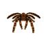 Tarántula moldeable de 65 cm.