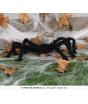 Araña negra, 70 cms.