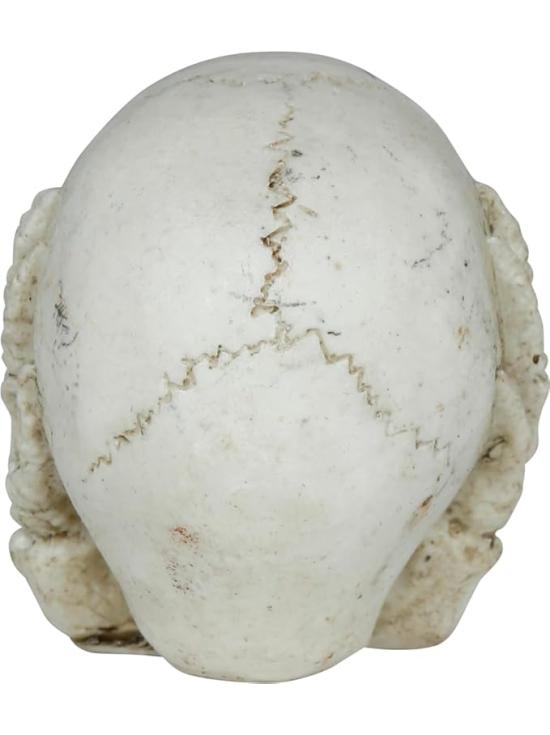 Calavera de Resina (6 cm) - Decoración de Halloween para Fiestas de Esqueletos y Celebraciones Terroríficas - Ideal para Ambientes Góticos y Escenarios de Miedo - Beige