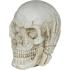Calavera de Resina (6 cm) - Decoración de Halloween para Fiestas de Esqueletos y Celebraciones Terroríficas - Ideal para Ambientes Góticos y Escenarios de Miedo - Beige