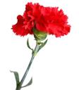 Clavel Rojo Tela