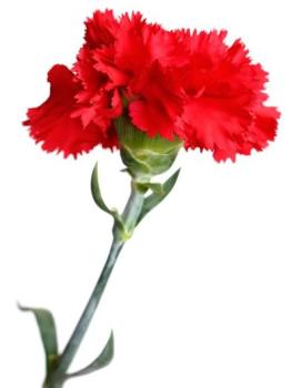 Clavel Rojo Tela