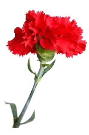 Clavel Rojo Tela