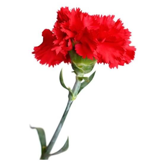 Clavel Rojo Tela Clavel Rojo Tela