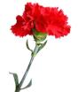 Clavel Rojo Tela