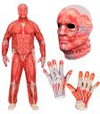 Disfraz de Anatomía FAST COSTUME para Adultos