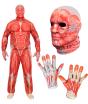 Disfraz de Anatomía FAST COSTUME para Adultos