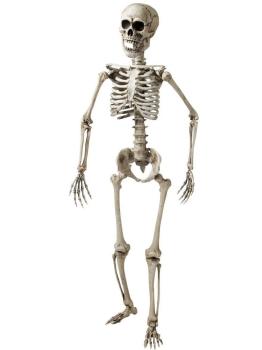 Esqueleto Articulado de 120 cms