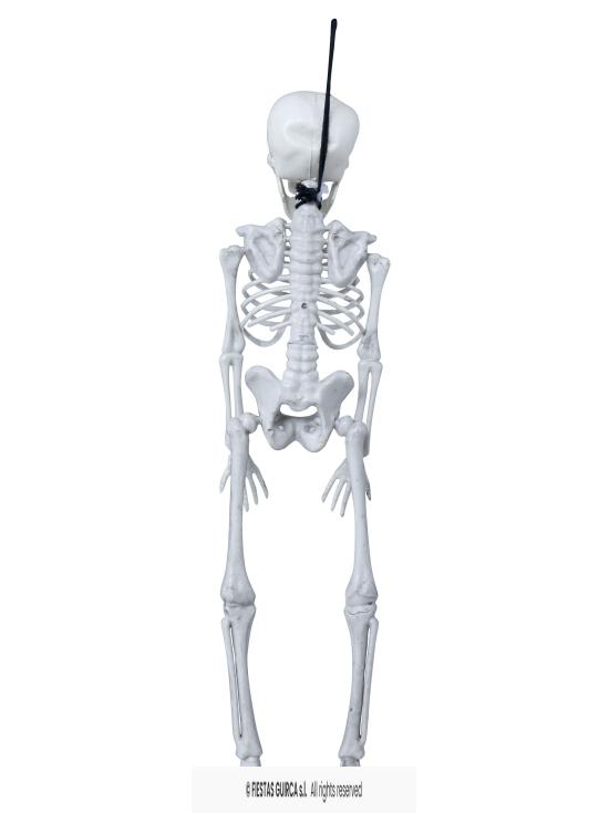Esqueleto de 40 cms .