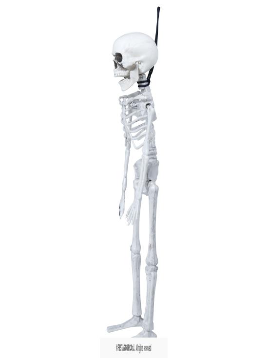 Esqueleto de 40 cms .