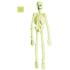 Esqueleto de laboratorio Fluorescente ·3D 92 cm