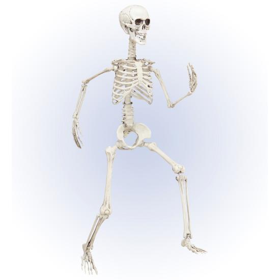 Esqueleto Posable 90 cm Esqueleto Posable 90 cm