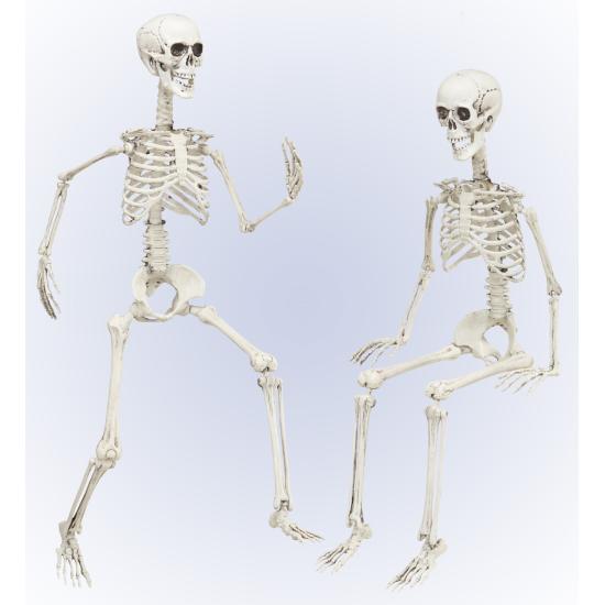 Esqueleto Posable 90 cm Esqueleto Posable 90 cm