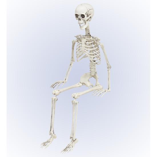Esqueleto Realista 90 cms