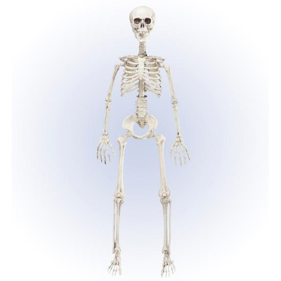 Esqueleto Realista 90 cms