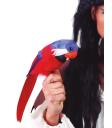 Loro Disfraces con Plumas
