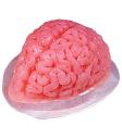 Molde de gelatina cerebral