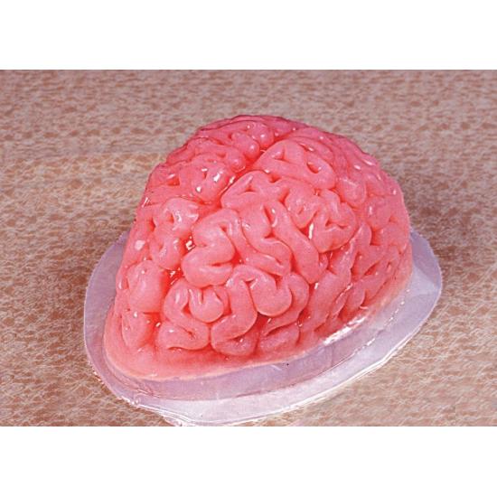 Molde de gelatina cerebral Molde de gelatina cerebral