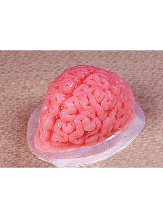 Molde de gelatina cerebral
