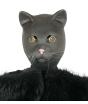 Máscara Gato Latex